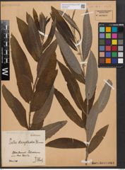 Foto von Salix dasyclados Wimm.